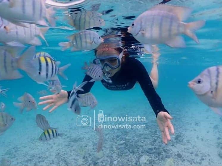 Spot Snorkeling Wisata Pulau Pramuka Kepulauan Seribu